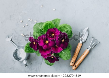 Home gardening background. Flower potting, blossom primula or viola flower with garden tools, top view
