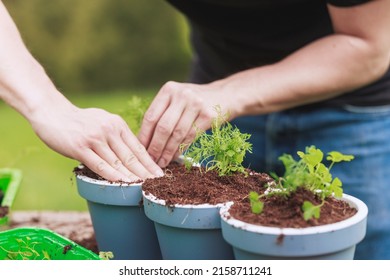 Home gardening best soil for herbs, gardener make potting mix for herbs. Basic ingredients for growing plants, besides light and water, is good soil. Potting soil for grow in a container