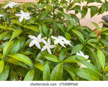 Home Gardening. Cape Jasmine Or Cape Gardenia Tree Background. 