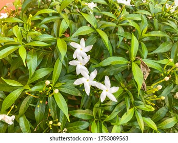 Home Gardening. Cape Jasmine Or Cape Gardenia Tree Background. 