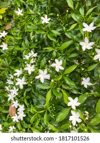 Home Gardening. Cape Jasmine Or Cape Gardenia Tree Background. 