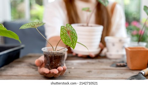 Home Gardening And Planting Tree At Botanic Garden For Sell Online. Asian Woman Relax And Lifestyle In Spring Season.