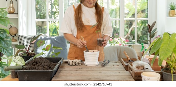 Home Gardening And Planting Tree At Botanic Garden For Sell Online. Asian Woman Relax And Lifestyle In Spring Season.