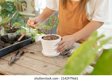 Home Gardening And Planting Tree At Botanic Garden For Sell Online. Asian Woman Relax And Lifestyle In Spring Season.