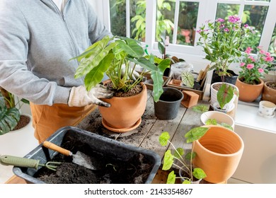 Home Gardening And Planting Tree At Botanic Garden For Sell Online. Asian Woman Relax And Lifestyle In Spring Season.