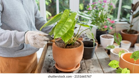 Home Gardening And Planting Tree At Botanic Garden For Sell Online. Asian Woman Relax And Lifestyle In Spring Season.