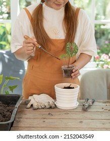 Home Gardening And Planting Tree At Botanic Garden For Sell Online. Asian Woman Relax And Lifestyle In Spring Season.