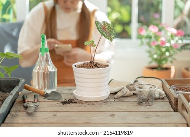 Home Gardening And Planting Tree At Botanic Garden For Sell Online. Asian Woman Relax And Lifestyle In Spring Season.