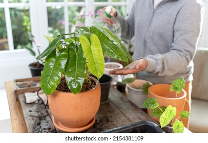 Home Gardening And Planting Tree At Botanic Garden For Sell Online. Asian Woman Relax And Lifestyle In Spring Season.