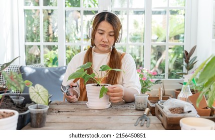 Home Gardening And Planting Tree At Botanic Garden For Sell Online. Asian Woman Relax And Lifestyle In Spring Season.