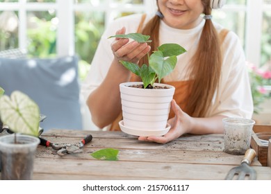 Home Gardening And Planting Tree At Botanic Garden For Sell Online. Asian Woman Relax And Lifestyle In Spring Season.