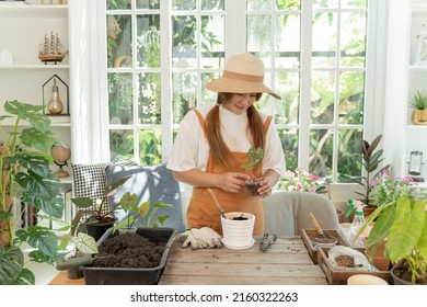 Home Gardening And Planting Tree At Botanic Garden For Sell Online. Asian Woman Relax And Lifestyle In Spring Season.