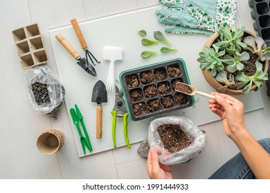 Home Gardening Seedling Growing Tray Plant Propagation For Summer Indoor Garden. Woman Using Garden Tools Inside Apartment.