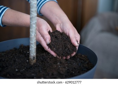 Home gardening woman relocating house plant, close up - Shutterstock ID 629012777