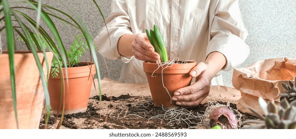 Home gardening,female florist working land plants,transplanting flowers pot,Hobby concept home gardening,houseplant care,agriculture,plants,biophillia,sustainable lifestyle, environmentally friendly - Powered by Shutterstock