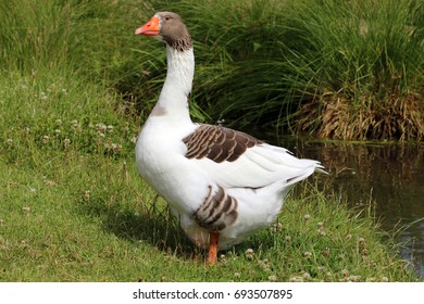 Home goose.