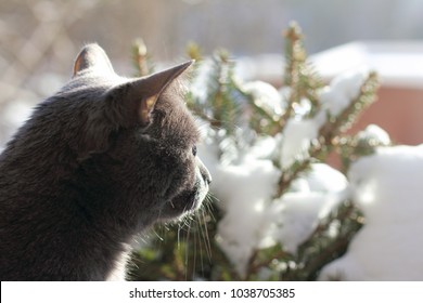 Home Gray Cat Looks At The Melting Snow In The Street / Spring Walk In The Fresh Air