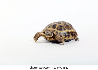 Home Ground Turtle On White Background Stock Photo 1034905642 ...