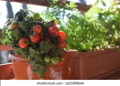 Home Growing Vegetables In Apartment Balcony Container (pots), Spices, Herbs And Tomatoes Garden In Planter (window Box). Seeding Plant Unripe Green Small Cherry Tomatoes. Urban Gardening Ideas