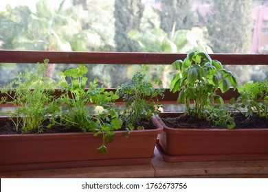 Home Growing Vegetables In Urban Apartment Balcony Container (pots), Spices And Green Herbs Garden In Planter (window Box). Basil, Parsley, Coriander Plants.