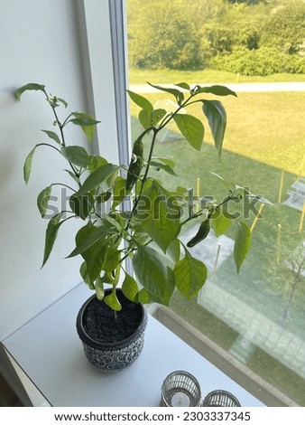Home grown bell pepper plant