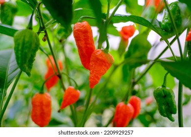 Home Grown Carolina Reaper Peppers In A Greenhouse