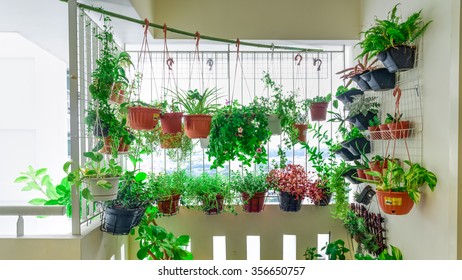 Home grown flowers and herbs in the hanging pots at balcony at Ang Mo Kio area. Growing a garden in a sharing apartment's balcony/corridor is popular in Singapore. Great for urban farm publications