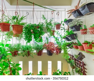 Home grown flowers and herbs in the hanging pots at balcony at Ang Mo Kio area. Growing a garden in a sharing apartment's balcony/corridor is popular in Singapore. Great for urban farm publications 