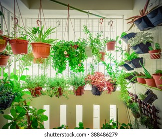 Home Grown Flowers And Herbs In The Hanging Pots At Balcony At Ang Mo Kio Area. Growing A Garden In A Sharing Apartments Balcony/corridor Is Popular In Singapore. Urban Farm Concept. Vignette Added.