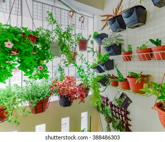 Home Grown Flowers And Herbs In The Hanging Pots At Balcony At Ang Mo Kio Area. Growing A Garden In A Sharing Apartments Balcony/corridor Is Popular In Singapore. Urban Farm Concept. Panoramic Style.