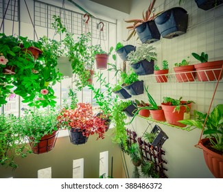 Home grown flowers and herbs in the hanging pots at balcony at Ang Mo Kio area. Growing a garden in a sharing apartments balcony/corridor is popular in Singapore. Urban farm concept. Vignette added.