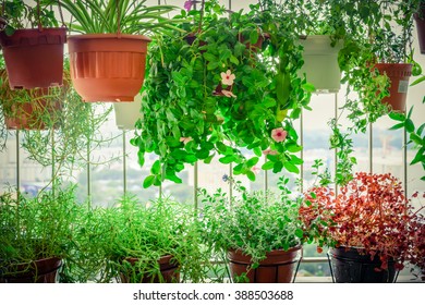 Home Grown Flowers And Herbs In The Hanging Pots At Balcony At Ang Mo Kio Area. Growing A Garden In A Sharing Apartments Balcony/corridor Is Popular In Singapore. Urban Farm Concept. Vignette Added.