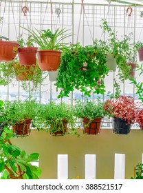 Home Grown Flowers And Herbs In The Hanging Pots At Balcony At Ang Mo Kio Area. Growing A Garden In A Sharing Apartments Balcony/corridor Is Popular In Singapore. Urban Farm Concept. Panoramic Style.