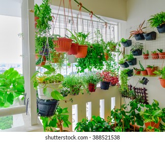 Home Grown Flowers And Herbs In The Hanging Pots At Balcony At Ang Mo Kio Area. Growing A Garden In A Sharing Apartments Balcony/corridor Is Popular In Singapore. Urban Farm Concept. Panoramic Style.