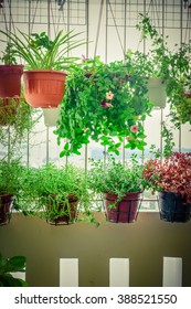 Home Grown Flowers And Herbs In The Hanging Pots At Balcony At Ang Mo Kio Area. Growing A Garden In A Sharing Apartments Balcony/corridor Is Popular In Singapore. Urban Farm Concept. Vignette Added.