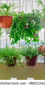 Home Grown Flowers And Herbs In The Hanging Pots At Balcony At Ang Mo Kio Area. Growing A Garden In A Sharing Apartments Balcony/corridor Is Popular In Singapore. Urban Farm Concept. Panoramic Style.