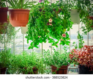 Home Grown Flowers And Herbs In The Hanging Pots At Balcony At Ang Mo Kio Area. Growing A Garden In A Sharing Apartments Balcony/corridor Is Popular In Singapore. Urban Farm Concept. Vignette Added.