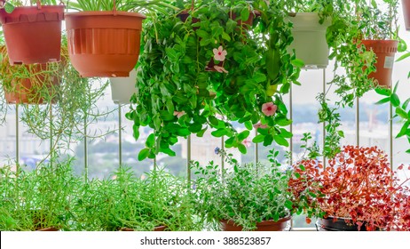 Home Grown Flowers And Herbs In The Hanging Pots At Balcony At Ang Mo Kio Area. Growing A Garden In A Sharing Apartments Balcony/corridor Is Popular In Singapore. Urban Farm Concept. Panoramic Style.