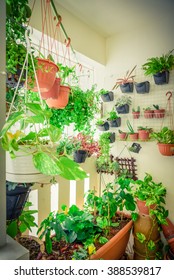 Home Grown Flowers And Herbs In The Hanging Pots At Balcony At Ang Mo Kio Area. Growing A Garden In A Sharing Apartments Balcony/corridor Is Popular In Singapore. Urban Farm Concept. Vignette Added.