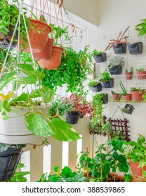 Home Grown Flowers And Herbs In The Hanging Pots At Balcony At Ang Mo Kio Area. Growing A Garden In A Sharing Apartments Balcony/corridor Is Popular In Singapore. Urban Farm Concept. Panoramic Style.