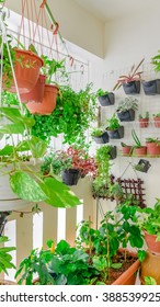 Home Grown Flowers And Herbs In The Hanging Pots At Balcony At Ang Mo Kio Area. Growing A Garden In A Sharing Apartments Balcony/corridor Is Popular In Singapore. Urban Farm Concept. Panoramic Style.