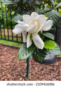 Home Grown Gardenia In Alabama