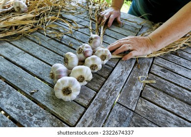 Home grown garlic being plaited after drying in the sun

