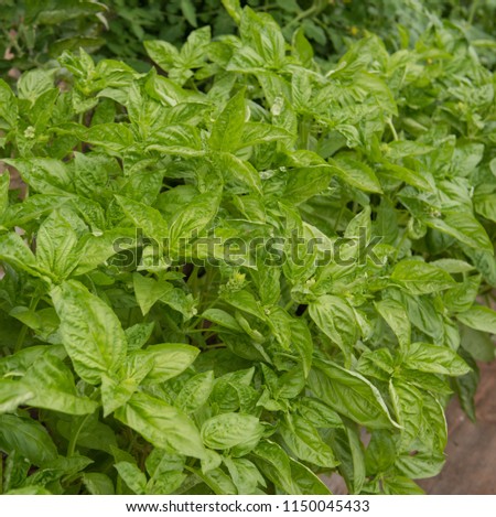Home Grown Organic Basil Herb (Ocimum basilicum) Growing in a Greenhouse in Rural Devon, England, UK