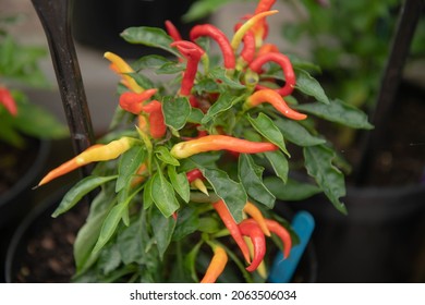 Home Grown Organic Bright Yellow and Orange Chili or Chilli Peppers 'Medusa' (Capsicum annuum) Growing in a Greenhouse on an Allotment in a Vegetable Garden in Rural Devon, England, UK