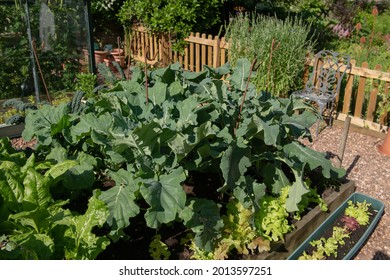 Home Grown Organic Broccoli Plants (Brassica oleracea) Supported by Rusty Metal Shepherds Crooks Growing in a Raised Bed on an Allotment in a Vegetable Garden in Rural Devon, England, UK