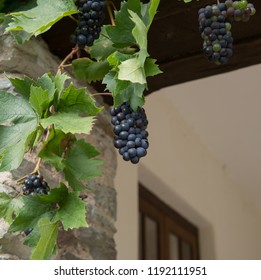 Home Grown Organic Bunch Of Grapes (Vitis Vinifera) Ripening On A Grapevine On A Garden Terrace In Rural Devon, England, UK