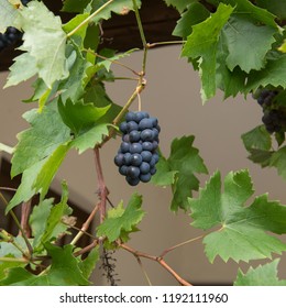 Home Grown Organic Bunch Of Grapes (Vitis Vinifera) Ripening On A Grapevine On A Garden Terrace In Rural Devon, England, UK