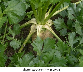 Home Grown Organic Celeriac 'Brilliant' 