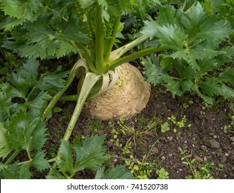 Home Grown Organic Celeriac 'Brilliant' 